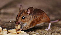 24 Hour & Emergency Exterminators in Lancaster, TX